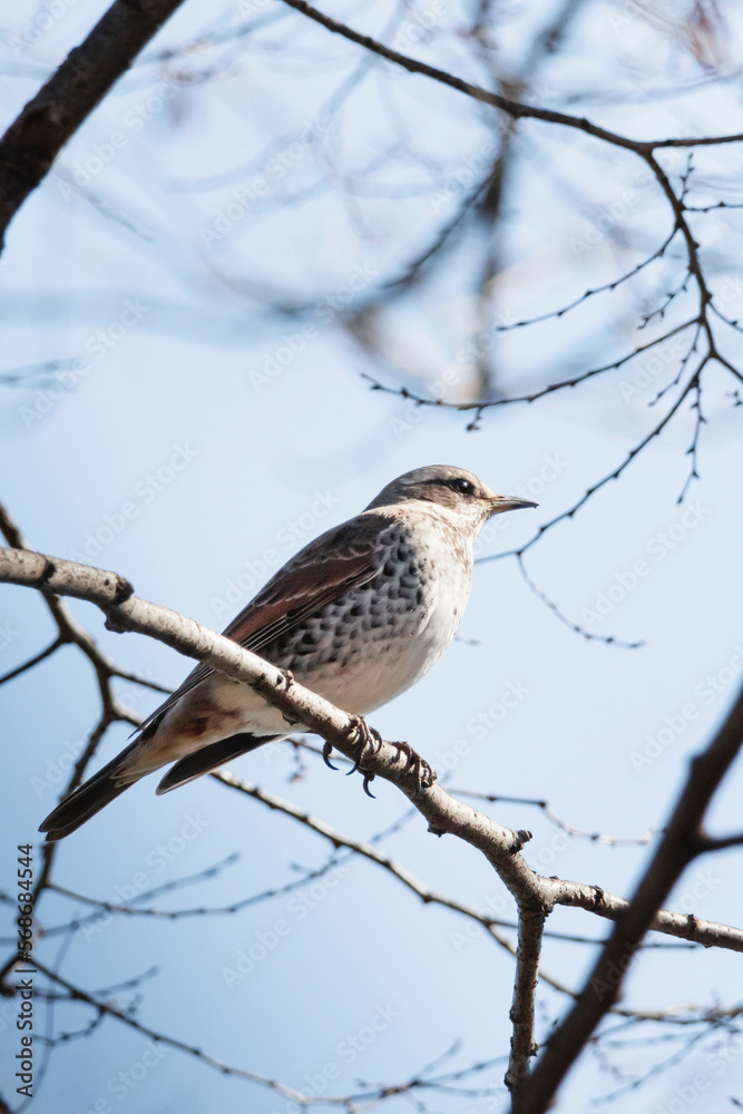 冬の桜の枝に止まり辺りを見渡すツグミ 冬の桜の枝に止まり辺りを見渡すツグミ