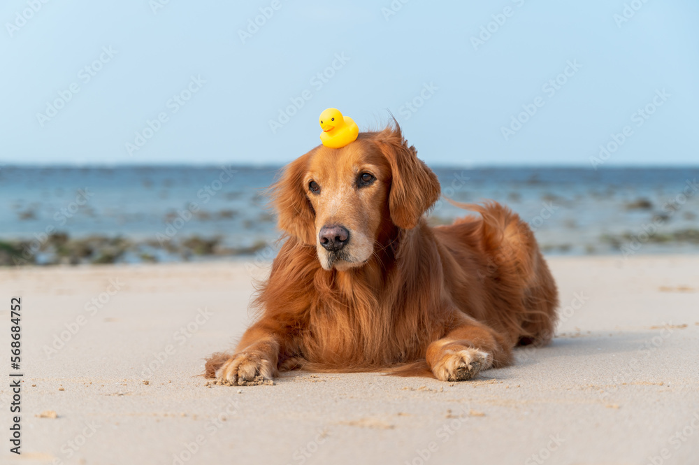 Golden retriever lying on the beach with a duckling toy on his head