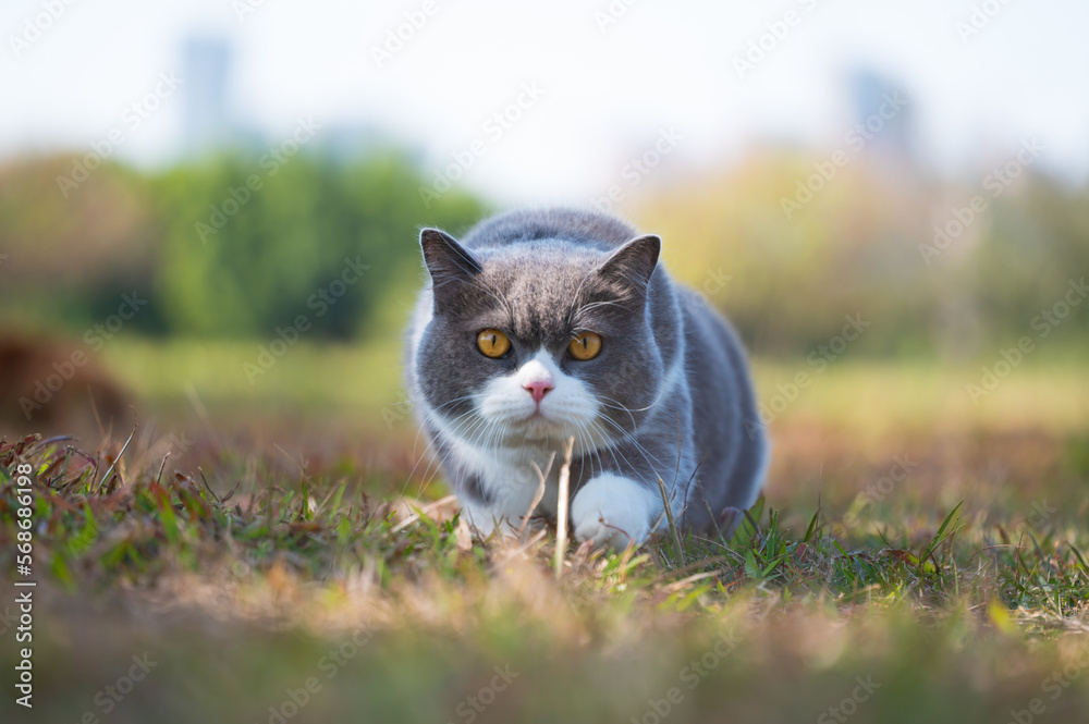 British shorthair cat crawling on the grass