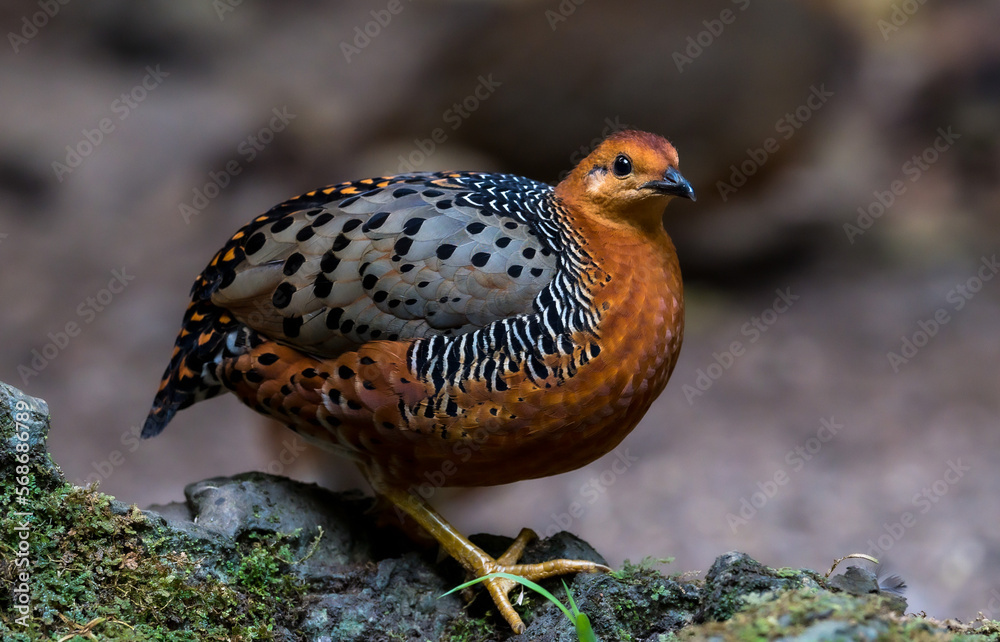 Obraz premium ferruginous partridge (Caloperdix oculeus) The body is orange. The wings are yellow. There are gray spots on the legs. There are two spikes on each side found in Kaeng Krachan forest.