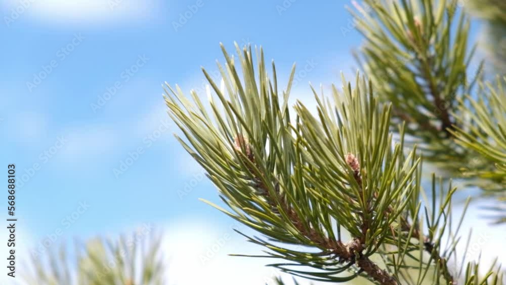 close up of an evergreen coniferous tree branch with prickly long needles sways in the wind. fresh prickly needles on a pine branch against the blue sky. idyllic natural background. selective focus. close up of an evergreen coniferous tree branch with prickly long needles sways in the wind. fresh prickly needles on a pine branch against the blue sky. idyllic natural background. selective focus.