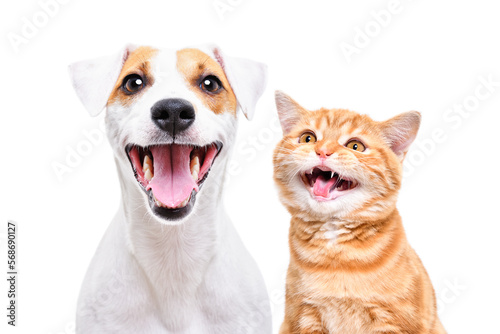 Portrait of cheerful dog jack russell terrier and meowing kitten scottish straight isolated on white background