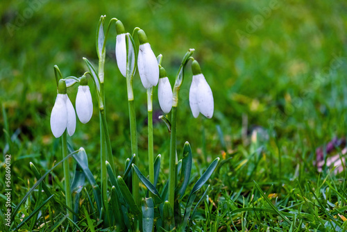 Close up of snowdrop flowers blooming. First spring flowers