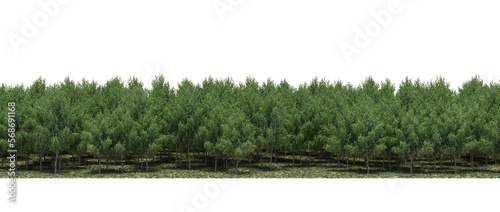 forest line, trees in the forest with grass and fallen leaves, isolated on white background, 3D illustration, cg render 