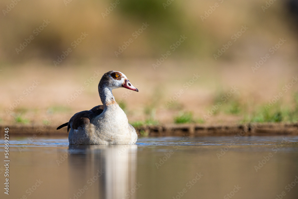 Egyptian Goose swimming in the calm waters of the Kruger National Park Egyptian Goose swimming in the calm waters of the Kruger National Park