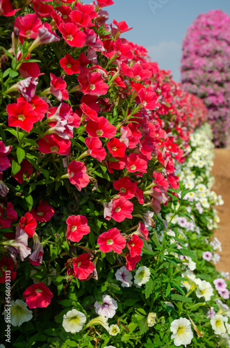 Red and white petunias in the flower garden