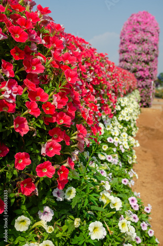 Red and white petunias in the flower garden