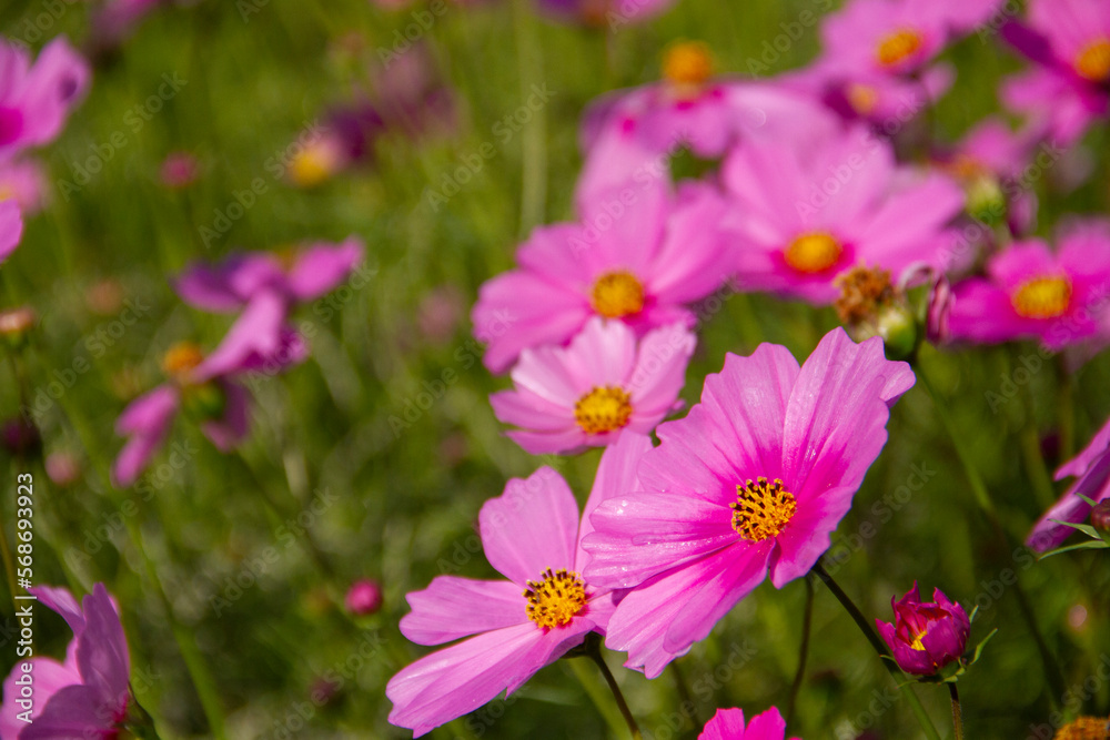 Close up pink cosmos flowers on cosmos field blurred background. Close up pink cosmos flowers on cosmos field blurred background.