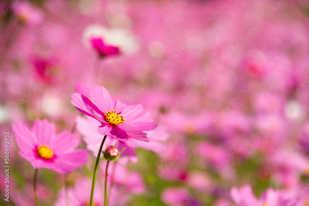 Abatract. Sweet color cosmos flowers in the bokeh texture soft blur with pastel tone for background Abatract. Sweet color cosmos flowers in the bokeh texture soft blur with pastel tone for background