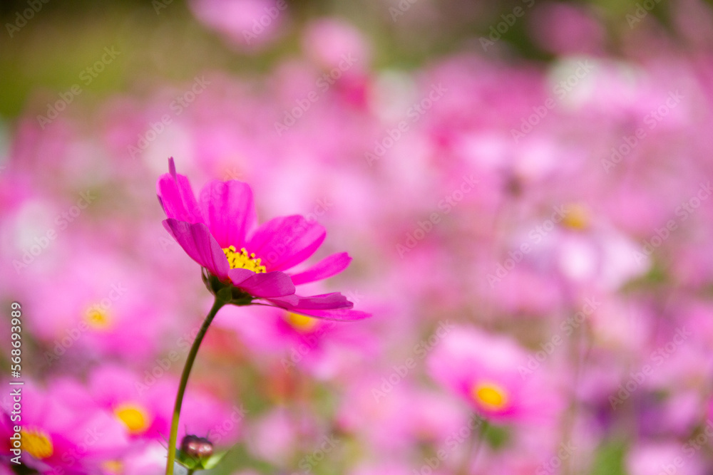 Sweet cosmos flowers in garden.