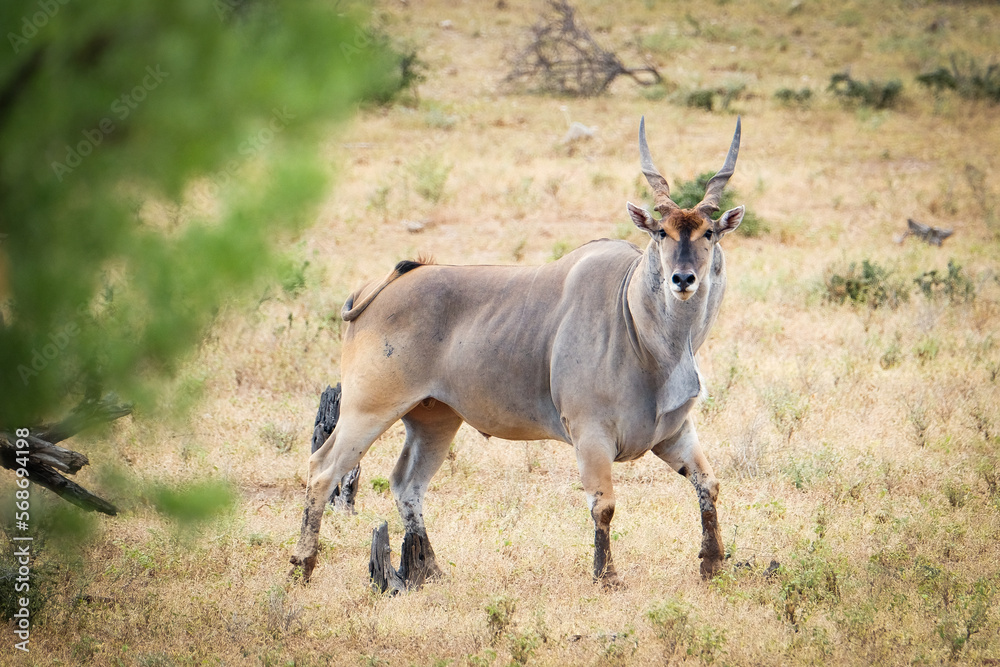 Male Eland in Botswana