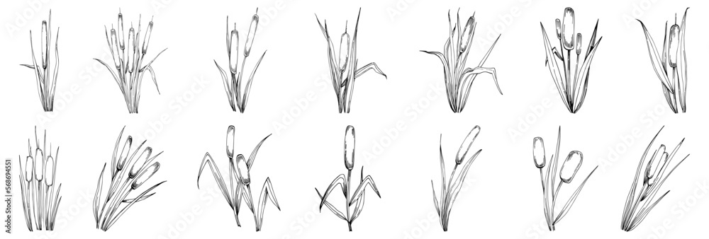 Sketch reeds leaves isolated, suitable for nature concept, summer and holiday. Black and white clip art isolated. Antique vintage engraving illustration for emblem. Herbal medicine.