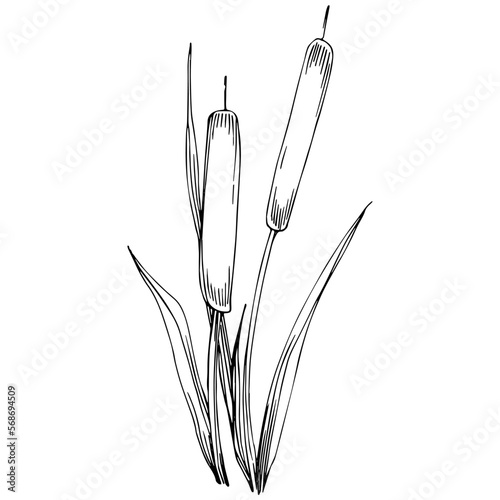 Sketch reeds leaves isolated  suitable for nature concept  summer and holiday. Black and white clip art isolated. Antique vintage engraving illustration for emblem. Herbal medicine.