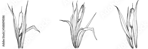 Sketch reeds leaves isolated, suitable for nature concept, summer and holiday. Black and white clip art isolated. Antique vintage engraving illustration for emblem. Herbal medicine.