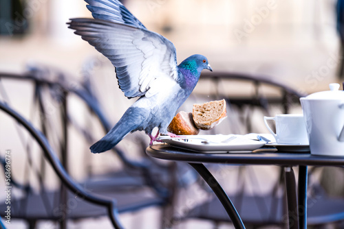 Pigeon gourmand photo