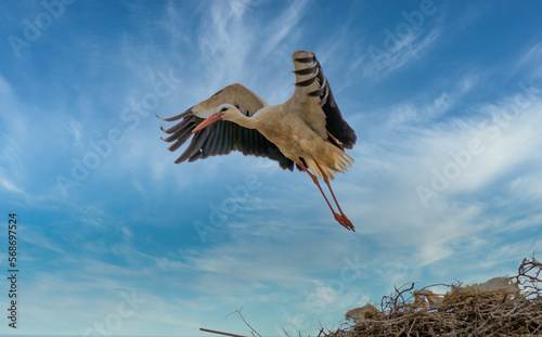 stork in the nest wiyh cloud sky photo