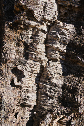 Close up of the bark on the tree. Old tree. many years. carbon sink. close up of bark.macro photography. multipurpose. Blog. article. background or background. sunlight on the crust. 