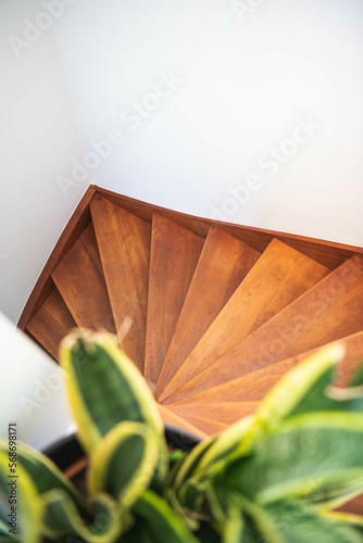 A snake plant at the top of a wooden stairs photo
