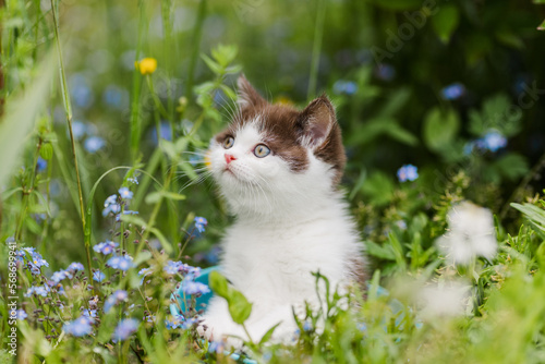 Katze, Kitten im Frühling, macht einen Ausflug in den farbenfrohen Garten, Blumen