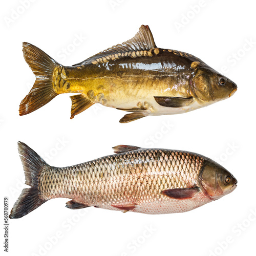 Carp fish