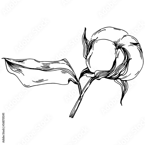 Vector cotton summer. Isolated botanical flower, leaves. Black and white engraved sketch ink art. Leaf plant botanical garden floral foliage. Wildflower drawing leaf illustration element.