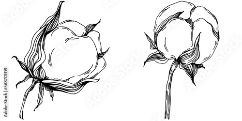 Vector cotton summer. Isolated botanical flower, leaves. Black and white engraved sketch ink art. Leaf plant botanical garden floral foliage. Wildflower drawing leaf illustration element.