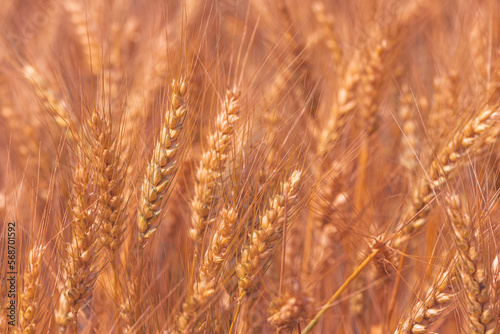 Ripe ear of wheat crop in cultivated agricultural field ready for harvest