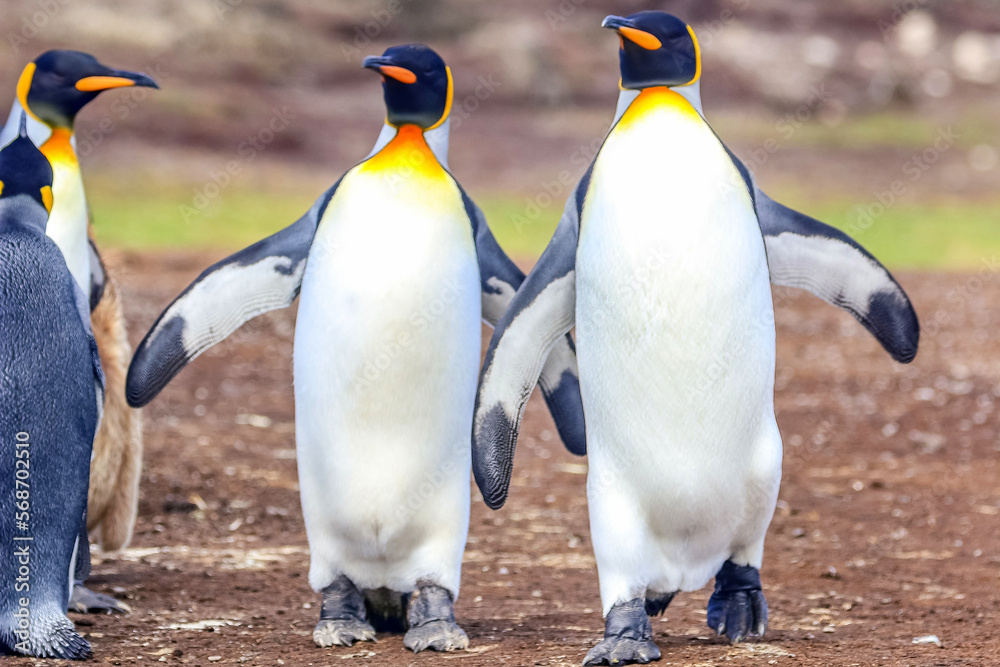 Fototapeta premium Volunteer Point, Falkland Islands, UK