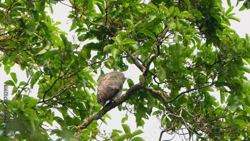 Shaking its head then preens its left wing, Spot-bellied Eagle-owl Bubo nipalensis, Kaeng Krachan National Park, Thailand. photo