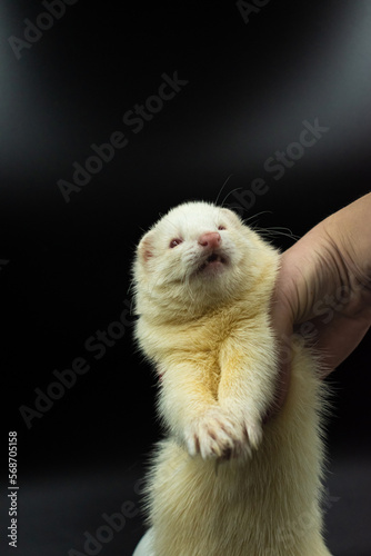 Cute ablino ferret with black background photo