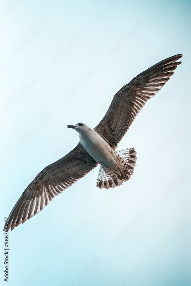 Obraz premium seagull in flight