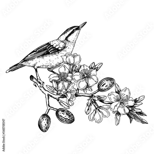 Nuthatch sitting on flowering almond branch sketch. Vector spring garden illustration. Hand drawn passerine bird singing on blooming tree with nuts, leaves and flowers in sketched style for print