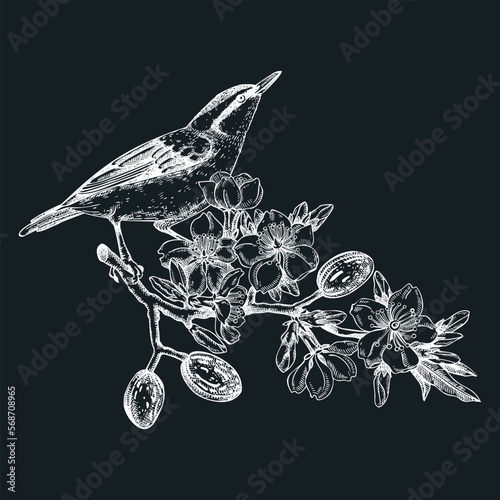 Nuthatch sitting on flowering almond branch sketch. Vector spring garden illustration on chalkboard. Hand drawn passerine bird singing on blooming tree with nuts, leaves and flowers design