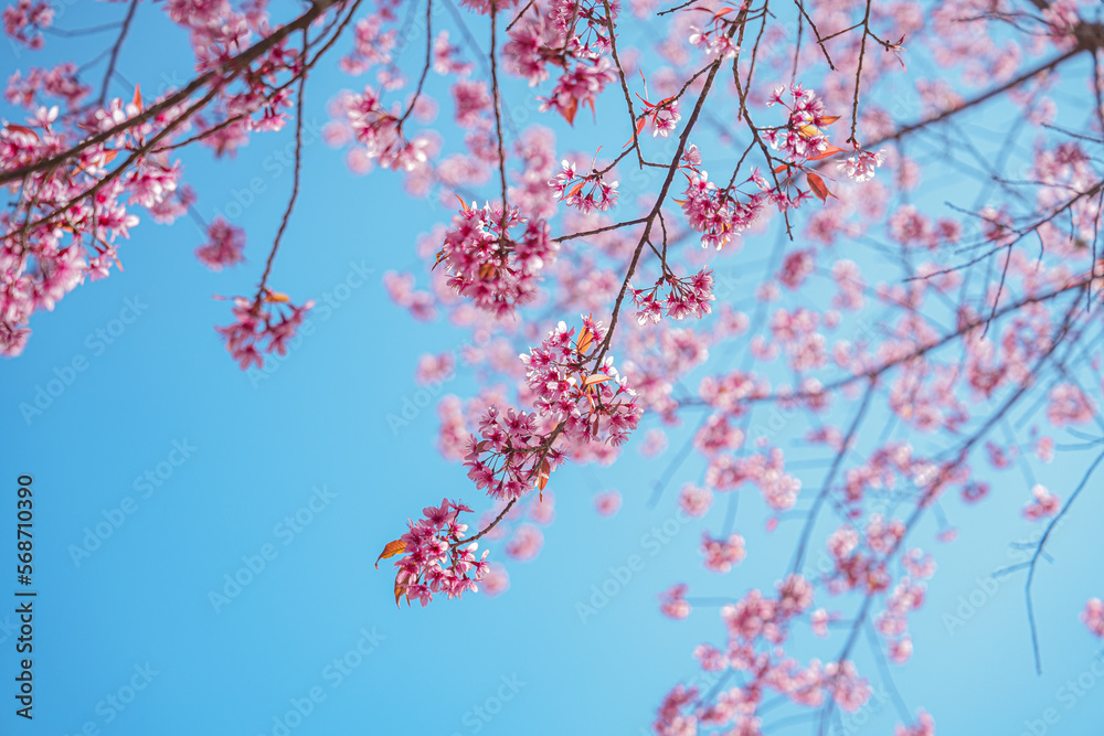 Obraz premium Pink Cherry Sakura Blossom, Flower in Thailand, Phu-lom-Lo Loei Province. Pink flower Background. Blue sky. Relaxation.