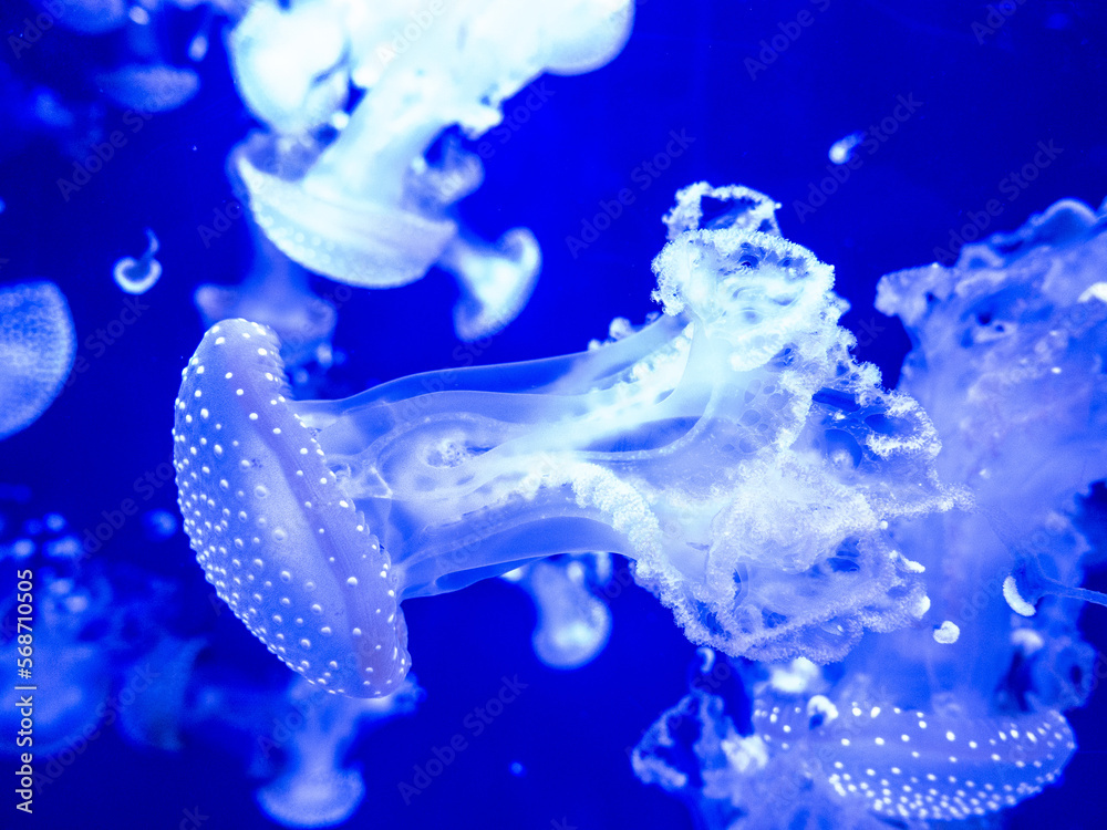 meduse3