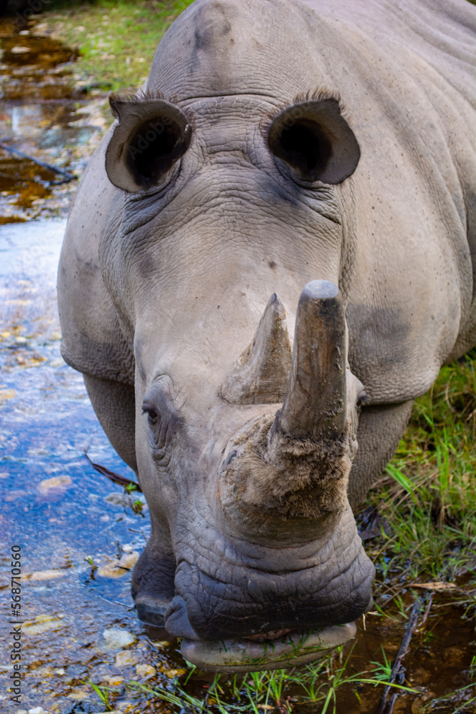 Fototapeta premium Wild Life photos from a safari in Africa