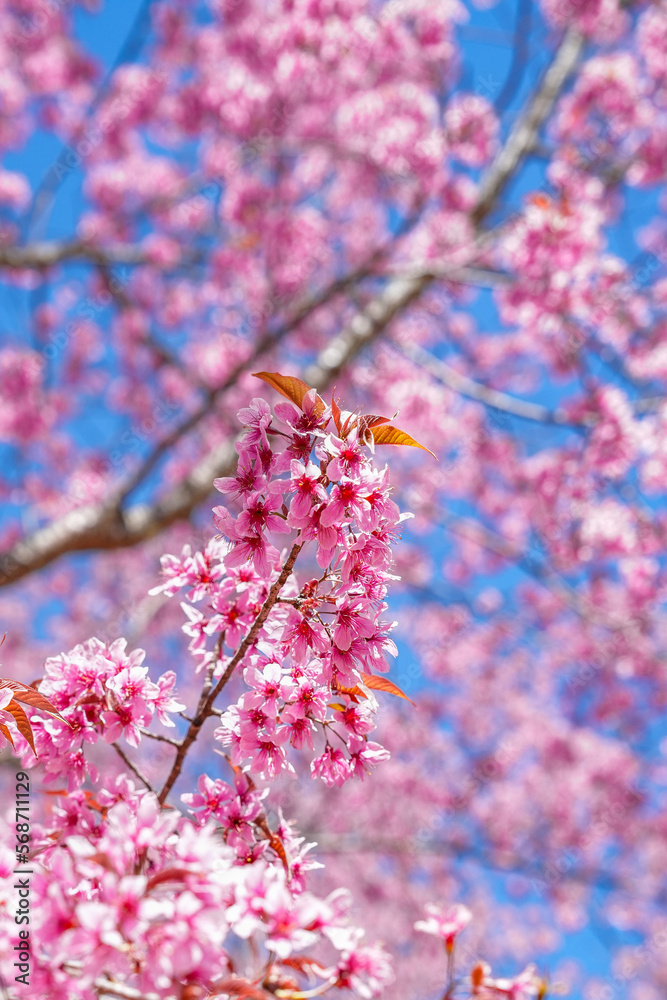 Pink Cherry Sakura Blossom close up, Flower in Thailand, Phu-lom-Lo Loei Province. Pink flower Background. Blue sky. Relaxation. Pink Cherry Sakura Blossom close up, Flower in Thailand, Phu-lom-Lo Loei Province. Pink flower Background. Blue sky. Relaxation.