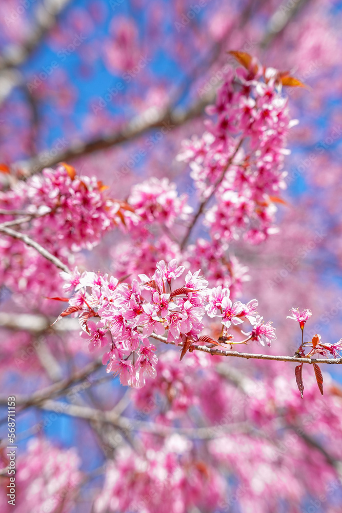 Pink Cherry Sakura Blossom close up, Flower in Thailand, Phu-lom-Lo Loei Province. Pink flower Background. Blue sky. Relaxation. Pink Cherry Sakura Blossom close up, Flower in Thailand, Phu-lom-Lo Loei Province. Pink flower Background. Blue sky. Relaxation.