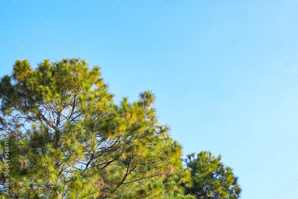 blue sky and top of the tree, green leaf, minimal sky concept. a place for text. relax. blue sky and top of the tree, green leaf, minimal sky concept. a place for text. relax.