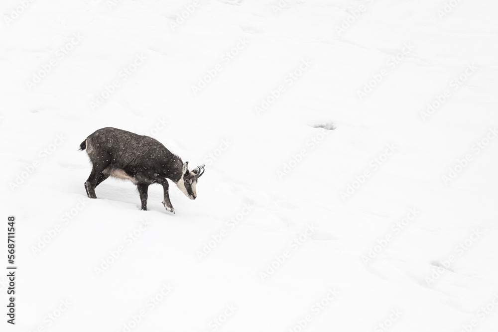 Alpine chamois in the winter season (Rupicapra rupicapra) Alpine chamois in the winter season (Rupicapra rupicapra)