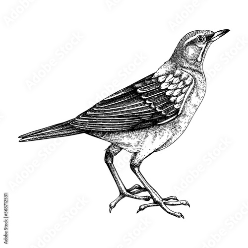 Eyebrowed thrush vector sketch. Hand drawn wildlife illustration in engraved style. Grey city bird drawing isolated on white background. Black and white pigeon drawing for print, poster, card, cover.