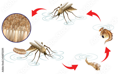 Mosquito Life Cycle Infographic