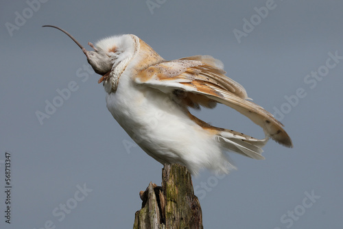 A portrait of a Barn Owl swallowing a mouse whole
