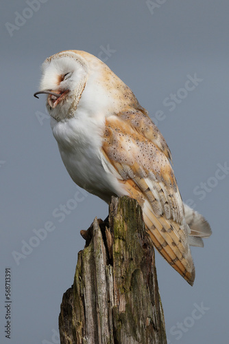 A portrait of a Barn Owl swallowing a mouse whole

