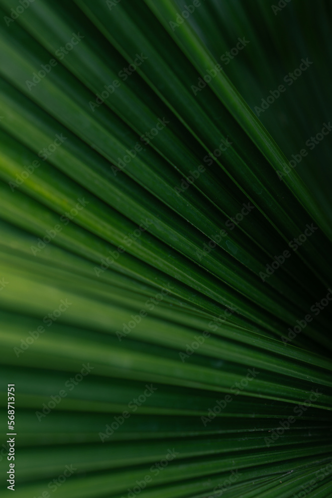 Green palm leaf layered texture background Green palm leaf layered texture background