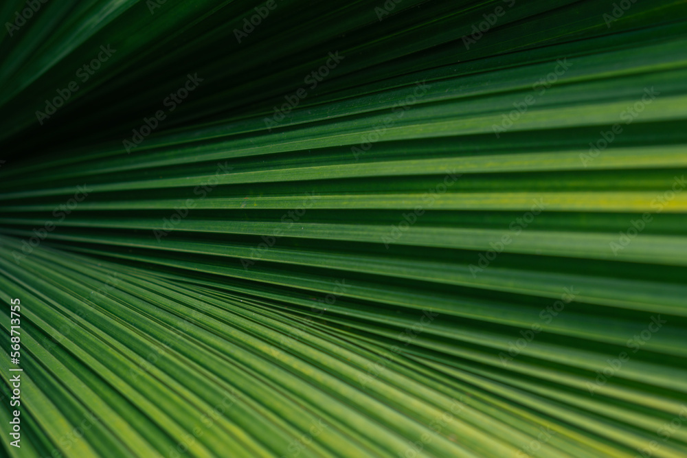 Green palm leaf layered texture background Green palm leaf layered texture background