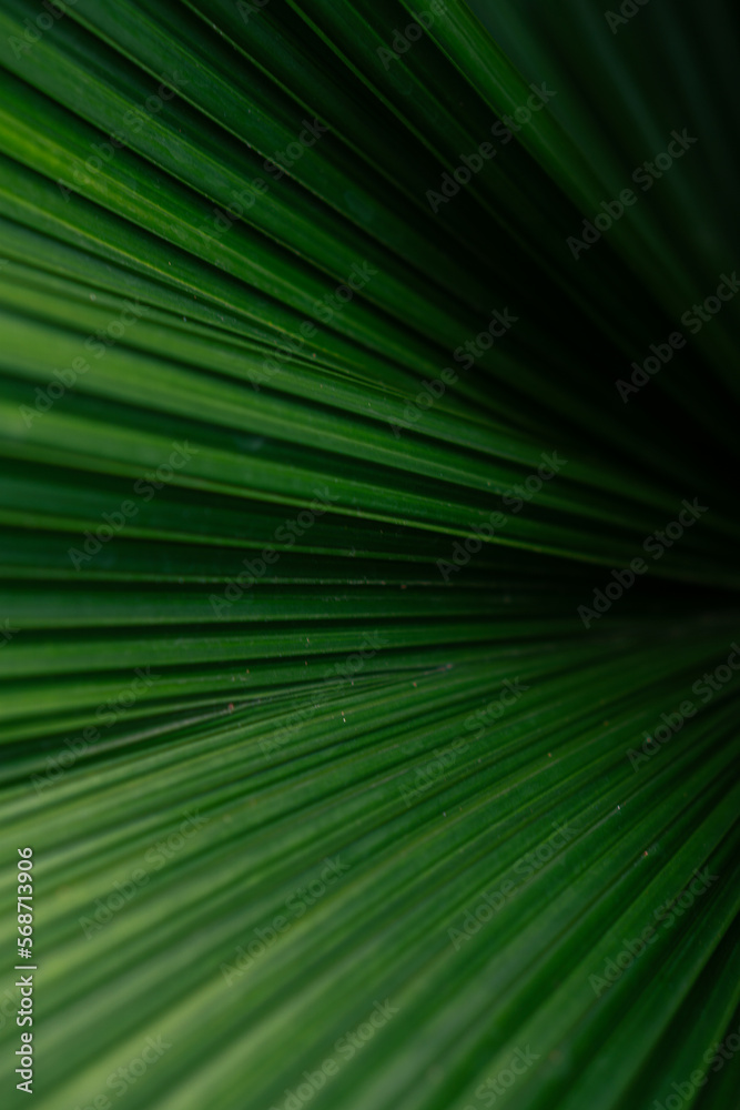 Green palm leaf layered texture background Green palm leaf layered texture background