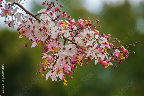 Kalapapruek flower photo