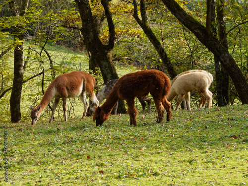 Herd of black, brown and white suris alpacas (Vicugna pacos) with llama (Lama glama) in a park photo