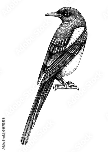 Magpie vector sketch. Hand drawn wildlife illustration in engraved style. Large black and white bird isolated on white background. Detailed animal drawing for print, poster, card, cover. photo